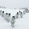 Sheep in Snow