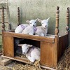 wool-carpet-focus-group-1