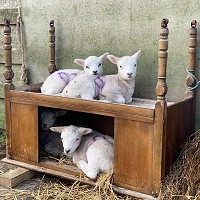 wool-carpet-focus-group-1
