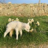 wool-carpet-focus-group-3