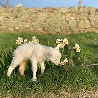 wool-carpet-focus-group-3