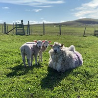 wool-carpet-focus-group-5